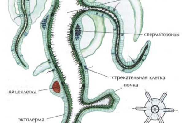 Как выводить деньги с кракена