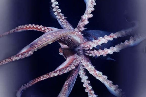 Kraken рынок
