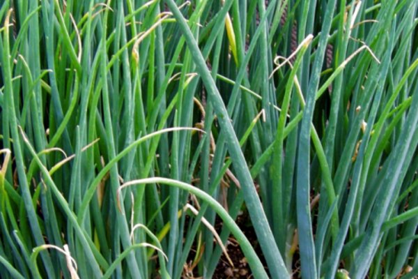 Где брать ссылки на кракен